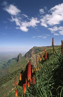 Red-Hot Pocker Flowers Against Green Mountain Landscape Red-Hot Pocker Flowers Against Green Mountain Landscape