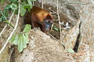 Red Howler Monkey -Alouatta seniculus- eating clay at a clay lick, Tambopata Nature Reserve, Madre de Dios Region, Peru Red Howler Monkey -Alouatta seniculus- eating clay at a clay lick, Tambopata Nature Reserve, Madre de Dios Region, Peru