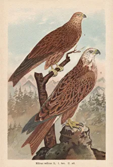 Red kite (Milvus milvus), chromolithograph, published in 1896 Red kite (Milvus milvus), chromolithograph, published in 1896