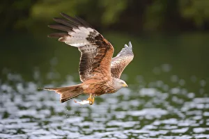 Red Kite -Milvus milvus- flying with prey across a lake, Mecklenburg-Western Pomerania, Germany Red Kite -Milvus milvus- flying with prey across a lake, Mecklenburg-Western Pomerania, Germany