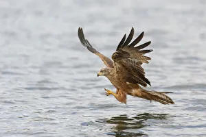 Red Kite -Milvus milvus- hunting over a lake, Mecklenburg-Western Pomerania, Germany Red Kite -Milvus milvus- hunting over a lake, Mecklenburg-Western Pomerania, Germany
