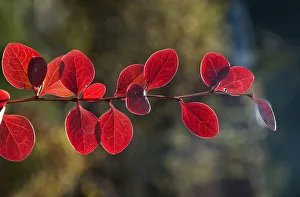 Red Leaf Japanese Barberry -Berberis thunbergii atropurpurea-, branch, Untergroningen Red Leaf Japanese Barberry -Berberis thunbergii atropurpurea-, branch, Untergroningen