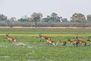 Red lechwe (kobus leche) leaping through water, Khwai Concession, Okavango Delta, Botswana Red lechwe (kobus leche) leaping through water, Khwai Concession, Okavango Delta, Botswana