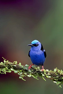 Red-legged Honeycreeper (Cyanerpes cyaneus) Costa Rica Red-legged Honeycreeper (Cyanerpes cyaneus) Costa Rica