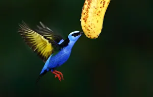 Red-legged Honeycreeper eating banana - Costa Rica Red-legged Honeycreeper eating banana - Costa Rica