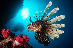Red Lionfish (Pterois volitans) swims in a reef Red Lionfish (Pterois volitans) swims in a reef