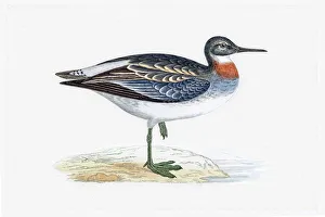 Red-necked phalarope migratory shorebird breeding in Arctics Red-necked phalarope migratory shorebird breeding in Arctics