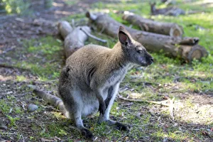 Red-necked Wallaby -Macropus rufogriseus-, Northwood, Christchurch, Canterbury Region Red-necked Wallaby -Macropus rufogriseus-, Northwood, Christchurch, Canterbury Region