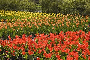Red, orange and yellow tulip beds in a public garden at springtime, Old Terrebonne Red, orange and yellow tulip beds in a public garden at springtime, Old Terrebonne