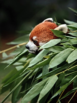 Travel imagery/travel photographer collections coolbiere landscapes/red panda bamboo grove Travel imagery/travel photographer collections coolbiere landscapes/red panda bamboo grove