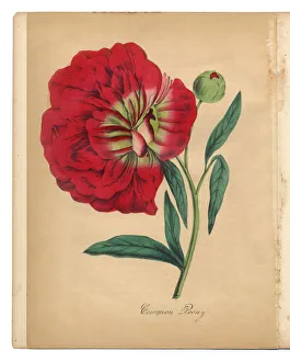 Red Peony Victorian Botanical Illustration Red Peony Victorian Botanical Illustration