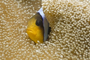 Red Sea Clownfish or Two-banded Anemonefish -Amphiprion bicinctus- in a Haddons Carpet Red Sea Clownfish or Two-banded Anemonefish -Amphiprion bicinctus- in a Haddons Carpet