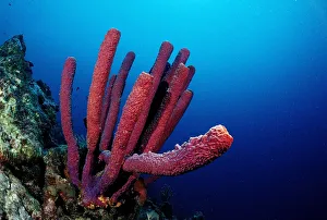 Red Sponge (Porifera), Trinidad, Caribbean Sea Red Sponge (Porifera), Trinidad, Caribbean Sea