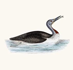 Red throated Loon bird Red throated Loon bird