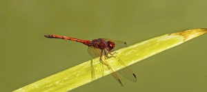 Red-veined Darter -Sympetrum fonscolombii- on leaf Red-veined Darter -Sympetrum fonscolombii- on leaf