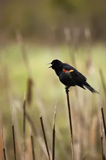 A Red-Winged Blackbird (Agelaius Phoeniceus) Sitting On The Top Of A Reed In Banff A Red-Winged Blackbird (Agelaius Phoeniceus) Sitting On The Top Of A Reed In Banff
