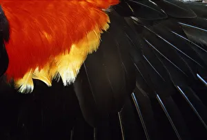 Red-winged Blackbird, wing feathers, section Red-winged Blackbird, wing feathers, section