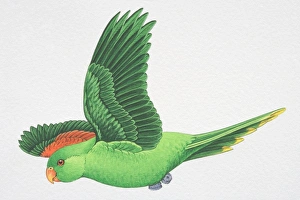 Red-winged or Crimson-winged Parrot (Aprosmictus erythropterus), green parrot with red wing feathers flying, side view Red-winged or Crimson-winged Parrot (Aprosmictus erythropterus), green parrot with red wing feathers flying, side view