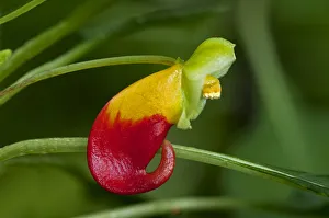 Red and yellow flower of the Congo Cockatoo -Impatiens niamniamensis-, Lateinamerika Red and yellow flower of the Congo Cockatoo -Impatiens niamniamensis-, Lateinamerika