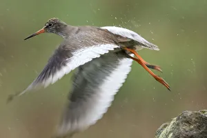 Redshank Wild bird takes off in heavy rain Redshank Wild bird takes off in heavy rain