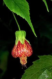 Redvein Abutilon -Abutilon pictum-, Tandayapa region, Andean cloud forest, Ecuador, South America Redvein Abutilon -Abutilon pictum-, Tandayapa region, Andean cloud forest, Ecuador, South America