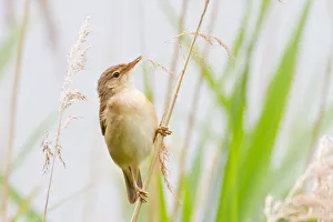 Nature wildlife/wilfried martin nature photography/reed warbler acrocephalus scirpaceus perched Nature wildlife/wilfried martin nature photography/reed warbler acrocephalus scirpaceus perched