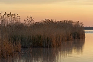 Reeds in the morning light at Darscho-Lacke or Warmsee Lake, Seewinkel, Apetlon, Burgenland, Austria Reeds in the morning light at Darscho-Lacke or Warmsee Lake, Seewinkel, Apetlon, Burgenland, Austria