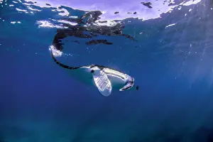 Coral Bay Australia Prints: reflective manta