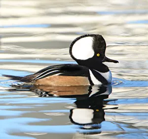 Reflective Waters and a Hooded Merganser (Lophodytes cucullatus) Reflective Waters and a Hooded Merganser (Lophodytes cucullatus)