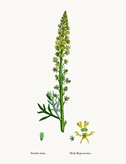 Magical world illustration/botanical illustrations/reseda mignonette plant Magical world illustration/botanical illustrations/reseda mignonette plant
