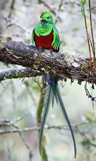 Resplendent Quetzal (Pharomachrus mocinno), Costa Rica Resplendent Quetzal (Pharomachrus mocinno), Costa Rica