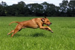 Ridgeback running hot sale