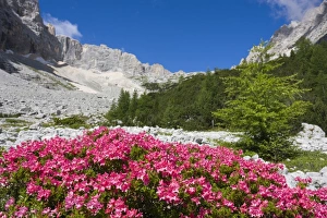 Rhododendrons, Garland Rhododendron, Hairy Alpine-rose, Alpen Rose, Alpine Rose Rhododendrons, Garland Rhododendron, Hairy Alpine-rose, Alpen Rose, Alpine Rose
