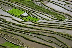 Selective Focus Nature Shots Prints: Rice Abstract