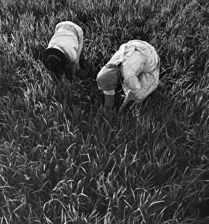 Rural Women At Work Prints: Rice Fields