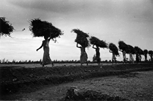 Rice Line; Women carrying bales of rice to the village threshing ground in Mudichur Rice Line; Women carrying bales of rice to the village threshing ground in Mudichur