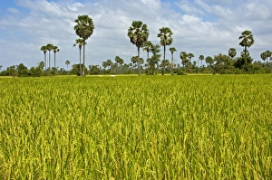 Rice paddy with Palmyra Palms or Toddy Palms -Borassus flabellifer-, near Pursat, Cambodia Rice paddy with Palmyra Palms or Toddy Palms -Borassus flabellifer-, near Pursat, Cambodia