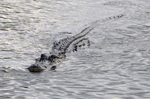Ridges on back of swimming American alligator, Alligator mississippiensis Ridges on back of swimming American alligator, Alligator mississippiensis