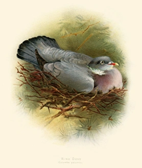 The ring pigeon illustration 1900 The ring pigeon illustration 1900