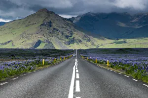 Ring road, Nootka lupine -Lupinus nootkatensis- at Vik i Myrdal, South Coast, Iceland Ring road, Nootka lupine -Lupinus nootkatensis- at Vik i Myrdal, South Coast, Iceland