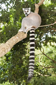Ring-tailed Lemur -Lemur catta- in a tree, with a black and white striped tail, Nakampoana Nature Reserve, Madagascar Ring-tailed Lemur -Lemur catta- in a tree, with a black and white striped tail, Nakampoana Nature Reserve, Madagascar