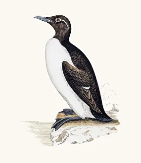 Ringed Guillemot bird Ringed Guillemot bird