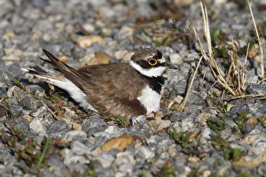 Ringed Plover -Charadrius dubius- perched on nest, Burgenland, Austria Ringed Plover -Charadrius dubius- perched on nest, Burgenland, Austria
