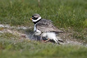 Ringed Plover -Charadrius hiaticula- with its chicks gathered under its wings Ringed Plover -Charadrius hiaticula- with its chicks gathered under its wings