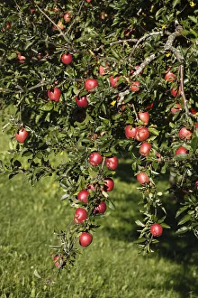 Ripe apples on an apple tree, Bad Feilnbach, Upper Bavaria, Bavaria, Germany, Europe Ripe apples on an apple tree, Bad Feilnbach, Upper Bavaria, Bavaria, Germany, Europe