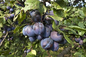 Ripe plums -Prunus domestica subsp. domestica- on branch, Bavaria, Germany Ripe plums -Prunus domestica subsp. domestica- on branch, Bavaria, Germany