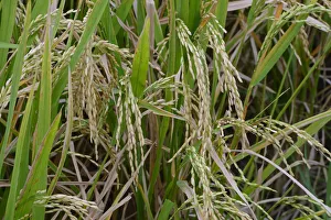 Ripe Rice grains on Rice plants -Oryza sativa-, rice paddy, Munduk, North Bali, Bali, Indonesia Ripe Rice grains on Rice plants -Oryza sativa-, rice paddy, Munduk, North Bali, Bali, Indonesia