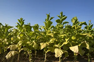 Ripe Tobacco field -Nicotiana- against blue sky, Ringsheim, Baden-Wurttemberg, Germany Ripe Tobacco field -Nicotiana- against blue sky, Ringsheim, Baden-Wurttemberg, Germany