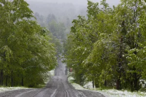 Road through forest with snow, Fulford, Eastern Townships, Quebec Province, Canada Road through forest with snow, Fulford, Eastern Townships, Quebec Province, Canada