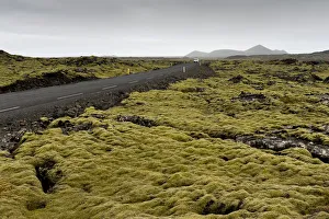Road through a lava field, lava covered by Elongate Rock Moss -Niphotrichum elongatum Road through a lava field, lava covered by Elongate Rock Moss -Niphotrichum elongatum